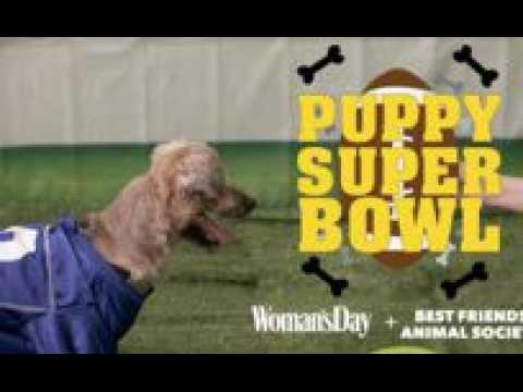 This Puppy Super Bowl Is SO Much Cuter Than The Official 2017 Super Bowl!