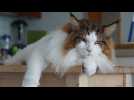 Meet Samson, the world's largest house cat