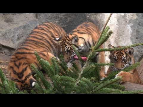 Christmas tree feast for animals at Berlin zoo
