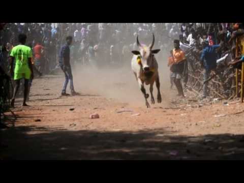 Indian bullfighters participate in Jallikattu festival