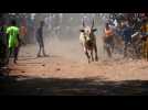 Indian bullfighters participate in Jallikattu festival