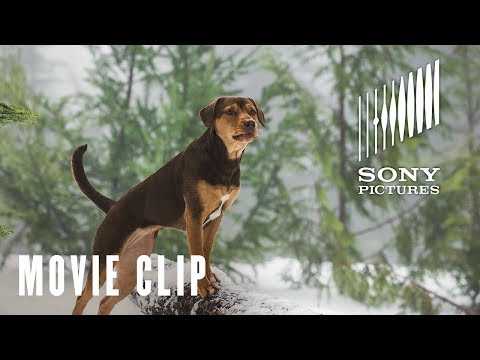 A Dog's Way Home - New Friends Movie Clip - At Cinemas January 25