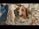 Mes autres vies de chien - Bande annonce 1 - VO - (2019)