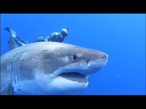 Divers pictured swimming with 2.5 tonne great white shark off the coast of Hawaii