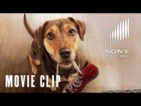 A Dog's Way Home - Go Home Movie Clip - At Cinemas January 25