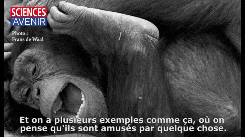 Frans De Waal Le Singe En Nous Le sens de l'humour chez les singes, entretien avec Frans de Waal
