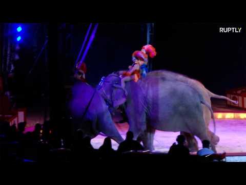 Circus elephant chaos prompts outcry from animal rights groups 