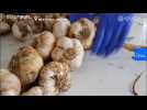 Watch: Greek woman breaks world record for longest garlic braid