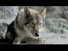 Alpha - Bande annonce 3 - VO - (2018)