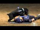 Poncho, the police dog who aces CPR - Label : AFPTV - First images - Category : News
