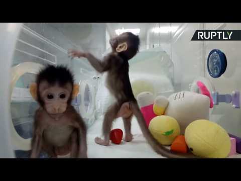 First Ever Primate Clones Unveiled in China