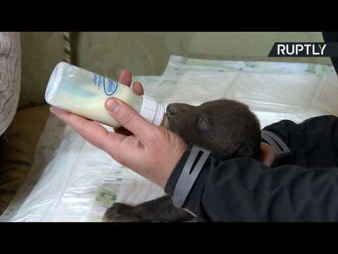 Orphaned Newborn Brother Bears Given Second Chance