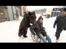 Unbearlievable! Bear Pushes Injured Trainer Around in Wheelchair
