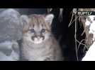 Adorable Newborn Cougar Cub Frolics in the Snow at Novosibirsk Zoo