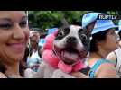 Pups Dress Up in Flashy Outfits at Rio's Dog Carnival as People Prepare for Real Thing