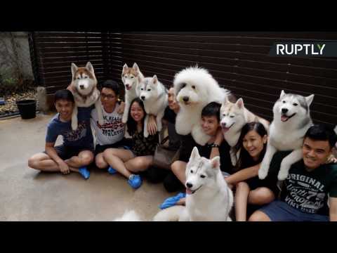 Thailand's True Love Dog Cafe Doubles as a Petting Zoo for Huskies