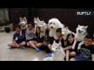 Thailand's True Love Dog Cafe Doubles as a Petting Zoo for Huskies