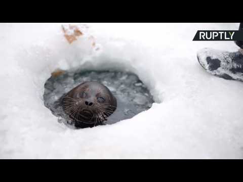 Kroshik the Seal Returns From Wild to Hang With Humans for Second Time