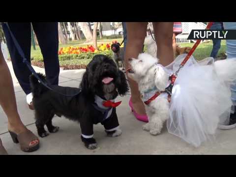Get in the Mood for Valentine’s Day with Adorable Group Pet Wedding