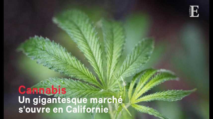 Illustration pour la vidéo En Californie, un gigantesque marché s'ouvre pour le cannabis