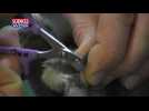 VIDEO. Comment s'y prendre pour couper correctement les griffes d'un lapin