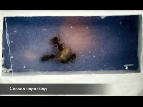 Ces fourmis se comportent comme des cellules du système immunitaire