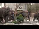 Christmas tree feast for elephants at Berlin Tierpark zoo