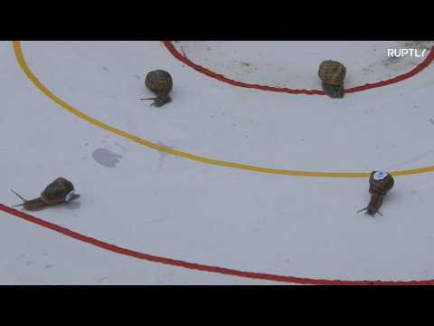 Snail's Pace! More than 200 snails race in world championships