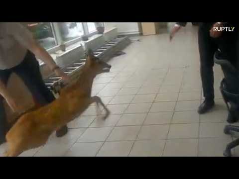 No EYE-DEER where the exit is! Fawn gets trapped in car showroom
