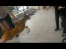 No EYE-DEER where the exit is! Fawn gets trapped in car showroom