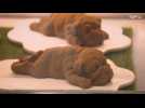 Adorable chocolate puppy mousse that’s too cute to eat
