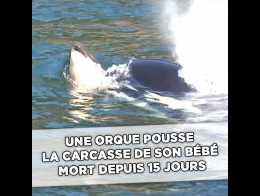 Une Orque A Porte Son Sur Dos Son Bebe Mort Pendant 17 Jours Une Orque A Porte Son Sur Dos Son Bebe Mort Pendant 17 Jours