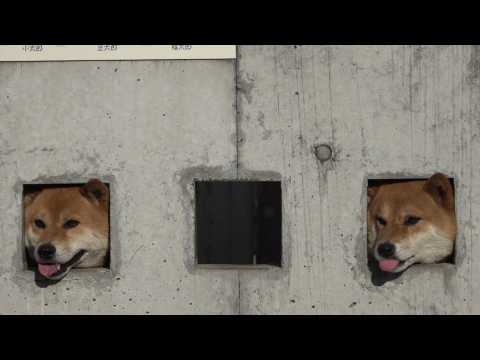 Caution, cute Shiba Inus! Three cuddly canines seen peeking through wall