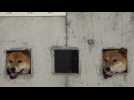 Caution, cute Shiba Inus! Three cuddly canines seen peeking through wall