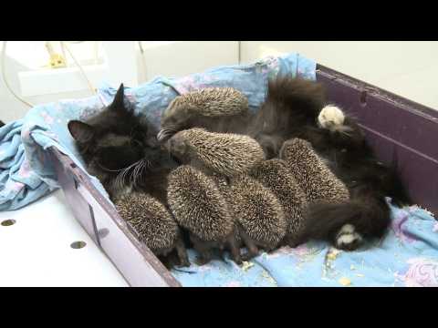 It's a purrrfect match! Felines adopt wild animal cubs