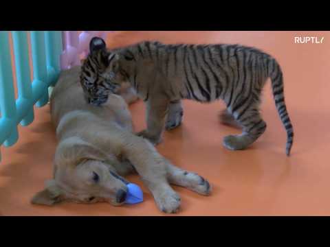 Puppies play with abandoned lion and tiger cubs at Beijing zoo