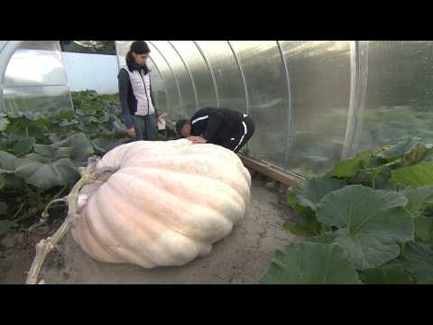 Dusia the 500 kg pumpkin breaks Russian national record