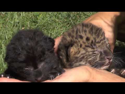 These cute leopard cubs will make you feel warm and fuzzy inside