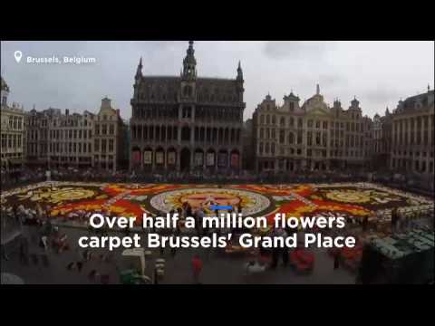 Watch: Brussel's Grand Place square covered with colourful flowers