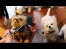 Canine clones? New Yorker produces perfect poochy replicas!