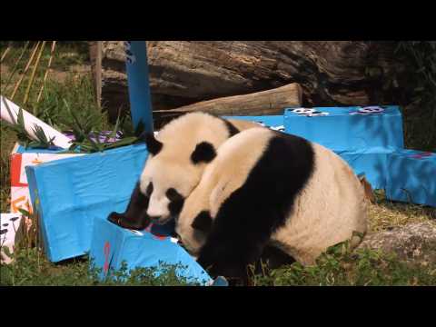 Giant twin pandas celebrate second birthday at Vienna zoo