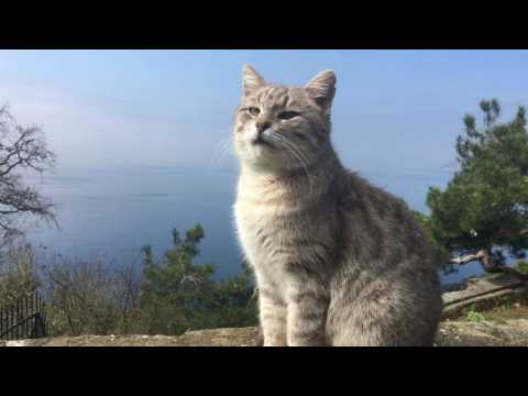 International Cat Day: cool cats from Istanbul to Taiwan