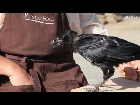 Trained crows pick up litter in a French amusement park
