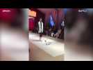 Sassy cat shows models how the catwalk is done