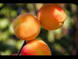 Amandes d'abricots : avec modération à cause du cyanure (Anses