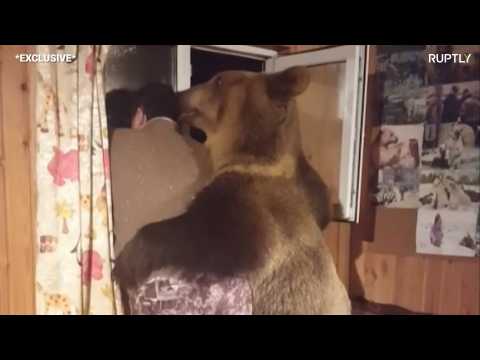 Semyon the bear's friendship with owner raises eyebrows