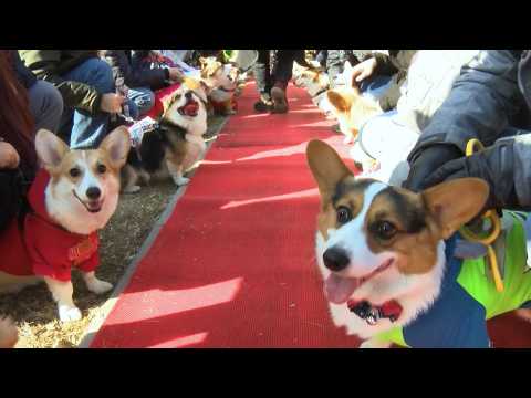 Cute emergency! 150 corgis gather at playground to compete in Dog Olympics