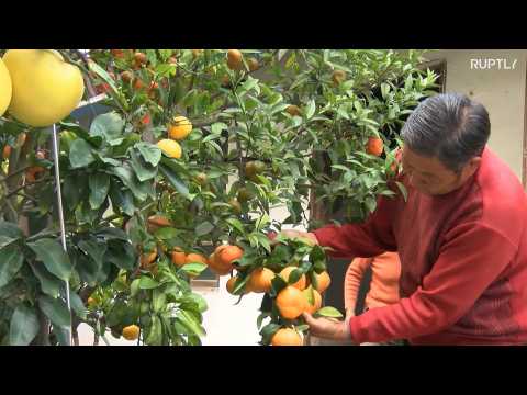 Chinese grandpa breeds tree with ELEVEN citrus species