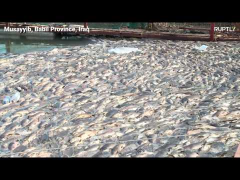 Iraq: Thousands of Euphrates carp die in mysterious circumstances