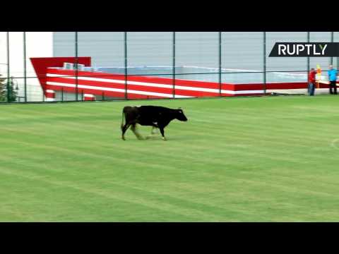Bull Invades Football Pitch During International Friendly Match